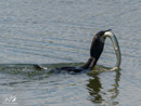 Cormorant – Kormoran
